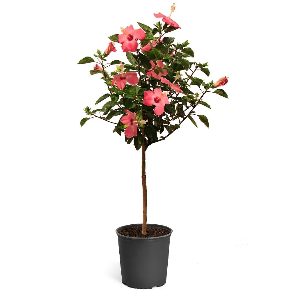 Pink Tropical Hibiscus Tree - Artificial Potted Plant for Indoor Home and Office Decor 3