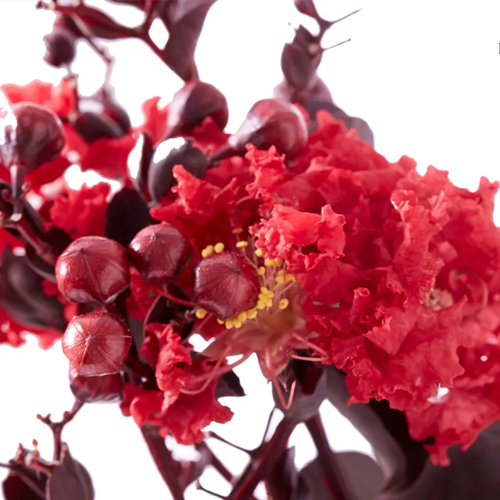 Crimson Crown™ Crape Myrtle Shrub - Dark Foliage Ornamental Plant 1