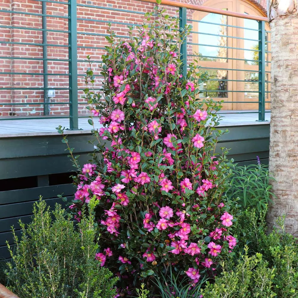 Camellia 'Shi-Shi Gashira' Dwarf Evergreen Flowering Shrub 1