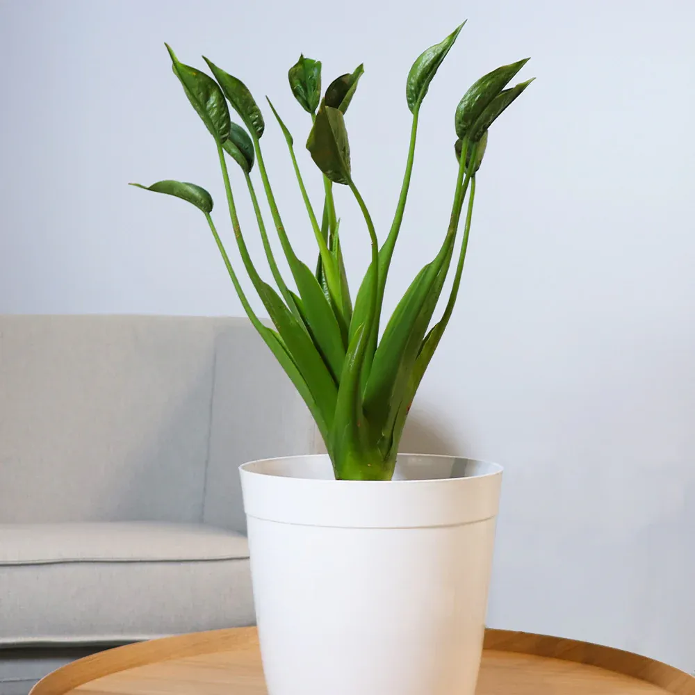 Tiny Dancer Alocasia Plant - Compact Tropical Indoor Foliage