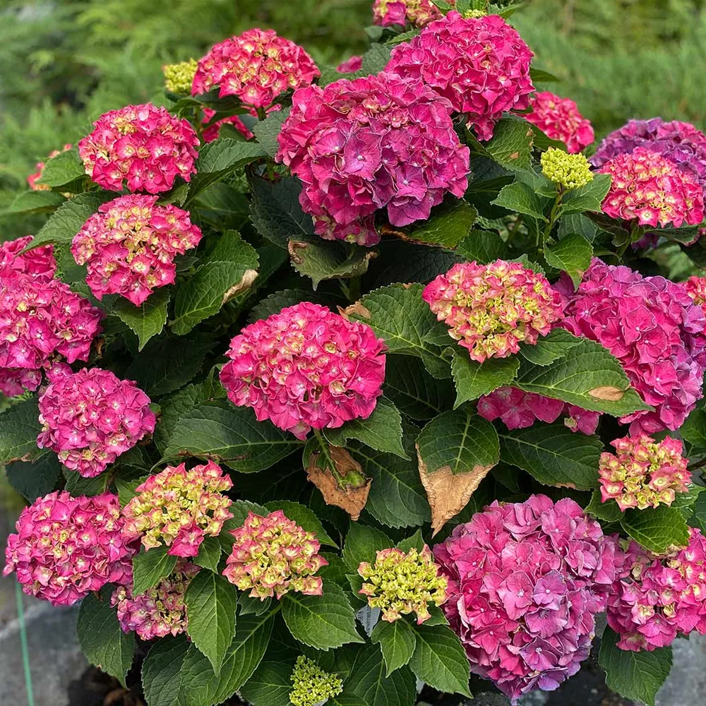 Proven Winners® Wee Bit Grumpy® Hydrangea - Compact Reblooming Bigleaf Shrub 1