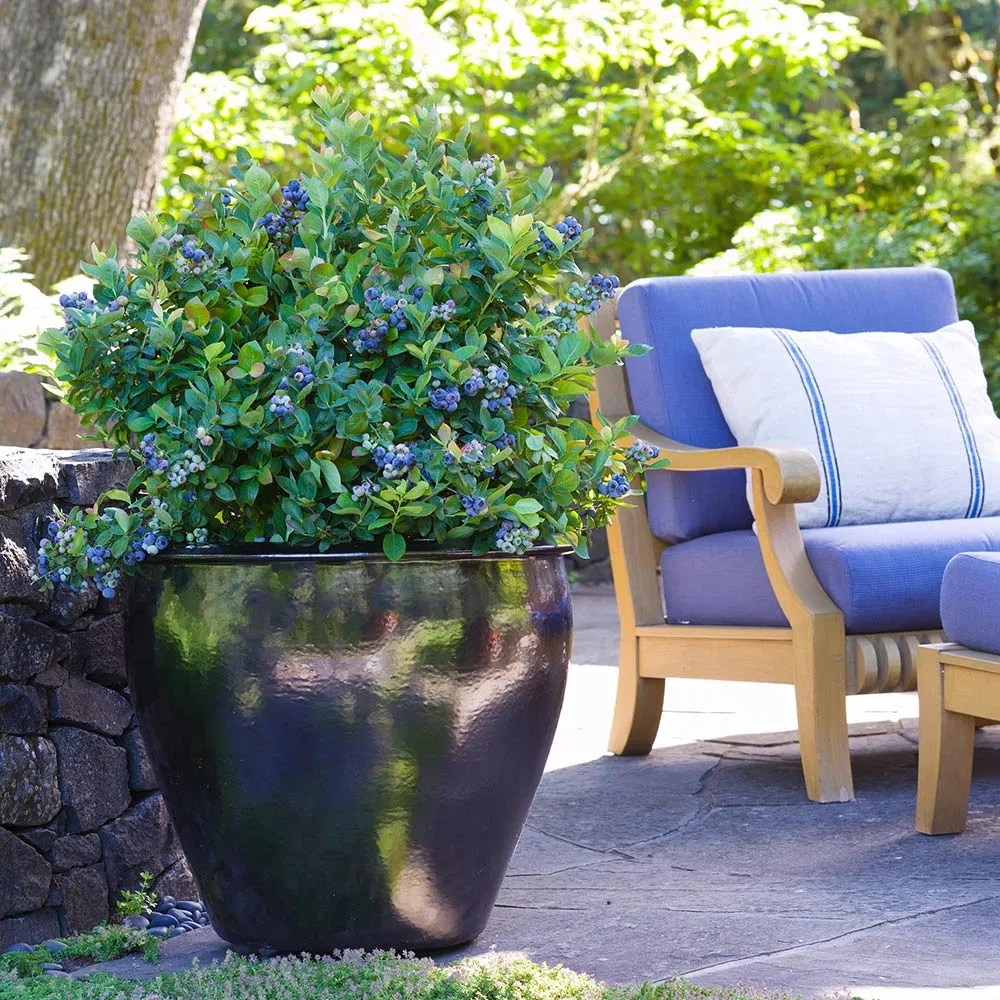 Bushel and Berry® Peach Sorbet™ Blueberry Bush - Compact Ornamental Shrub