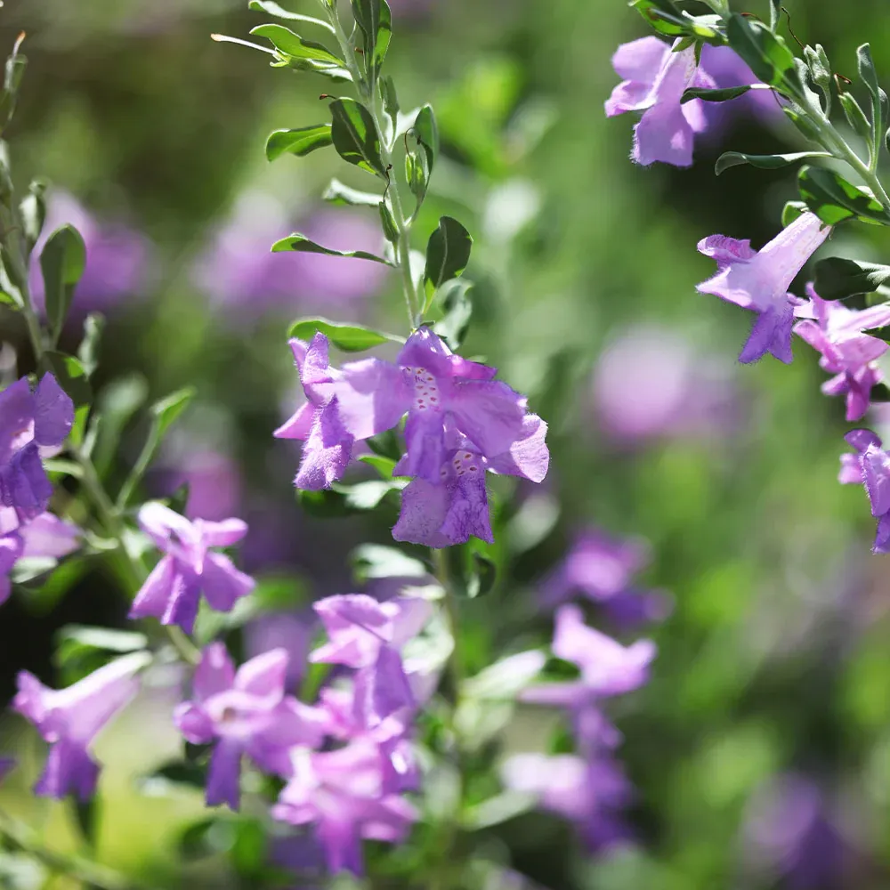 San Antonio Rose Texas Sage Flowering Shrub