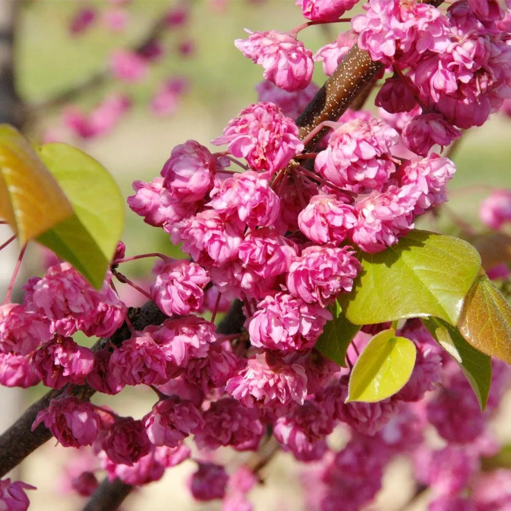 Pink Pom Poms Redbud Tree - Compact Ornamental Flowering Cercis