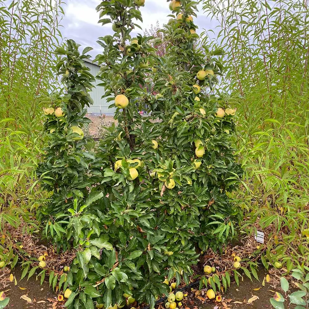 Columnar Apple Tree - Compact Vertical Growth Fruit Tree 1
