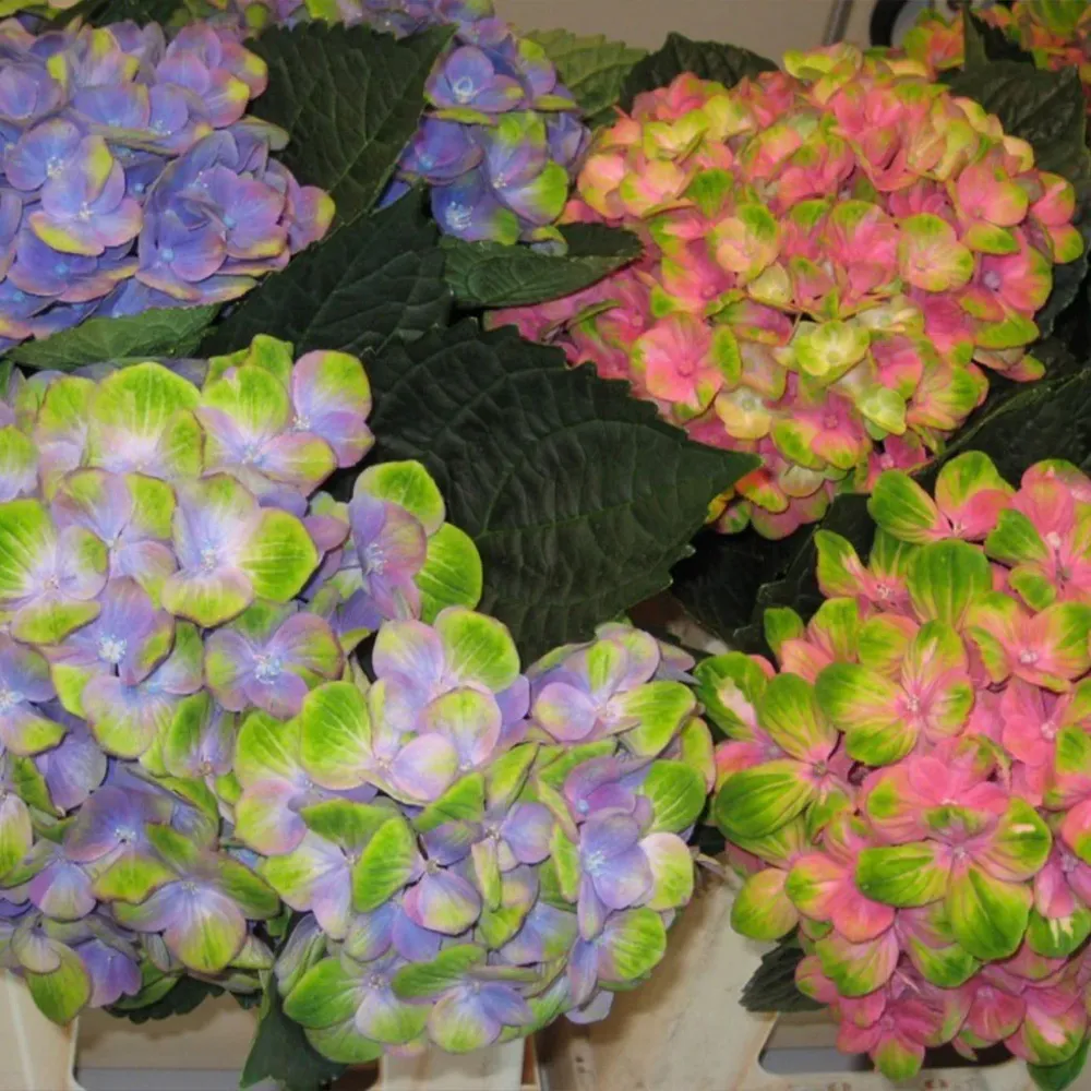 Hydrangea Magical® 'Amethyst' Deciduous Flowering Shrub 2