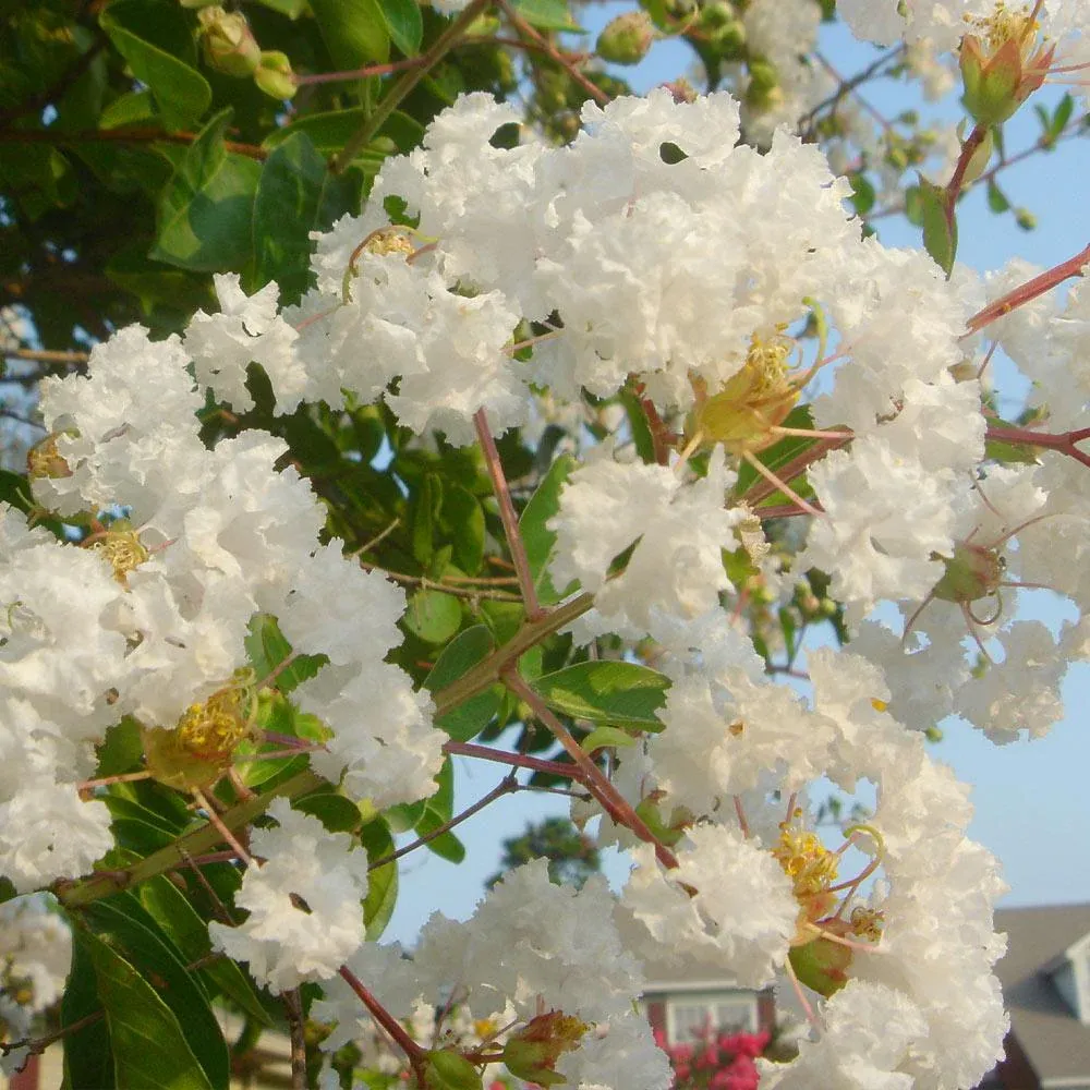 Natchez Crape Myrtle Tree - White Flowering Deciduous Landscape Shrub 2