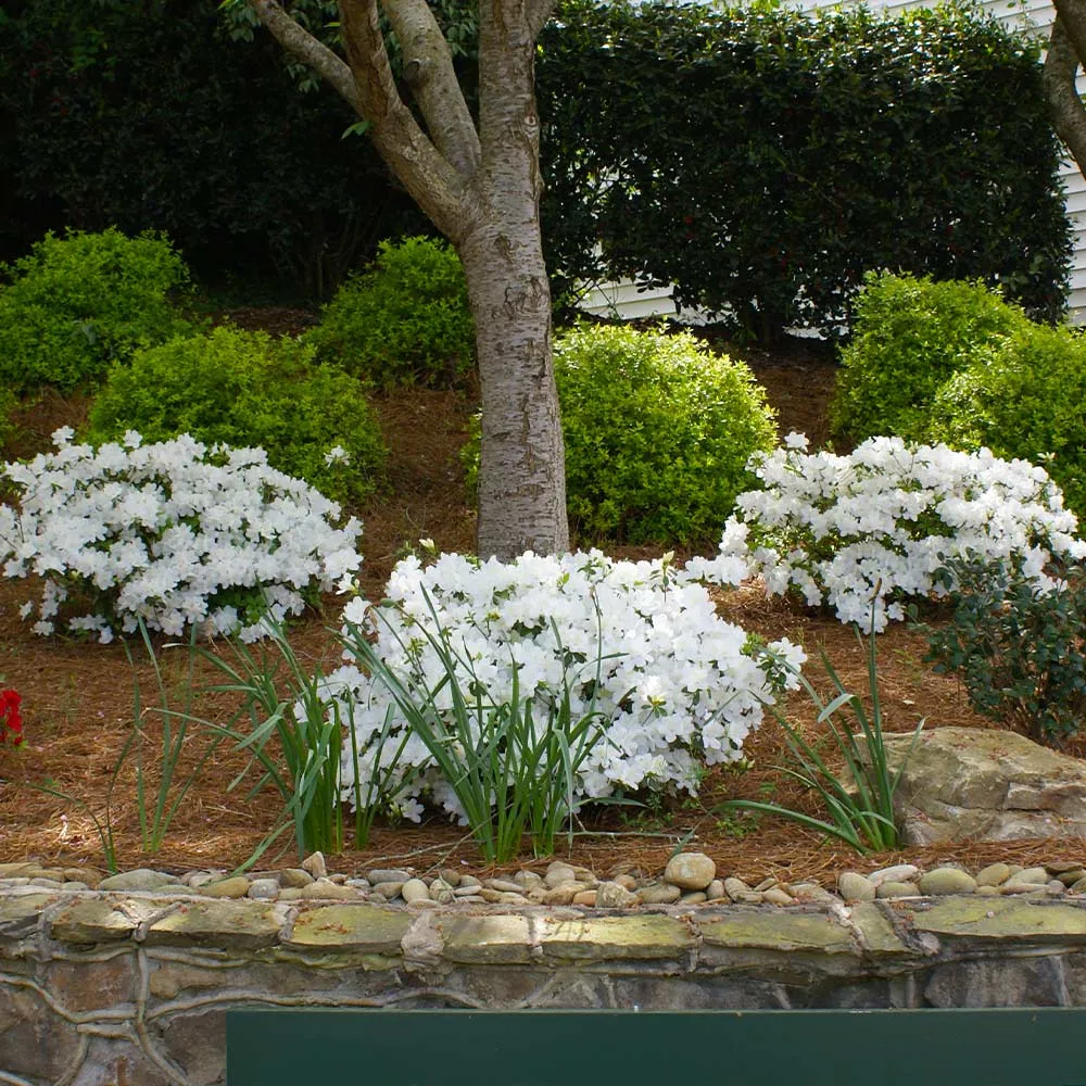 Autumn Angel® Encore® Azalea Reblooming Evergreen Shrub