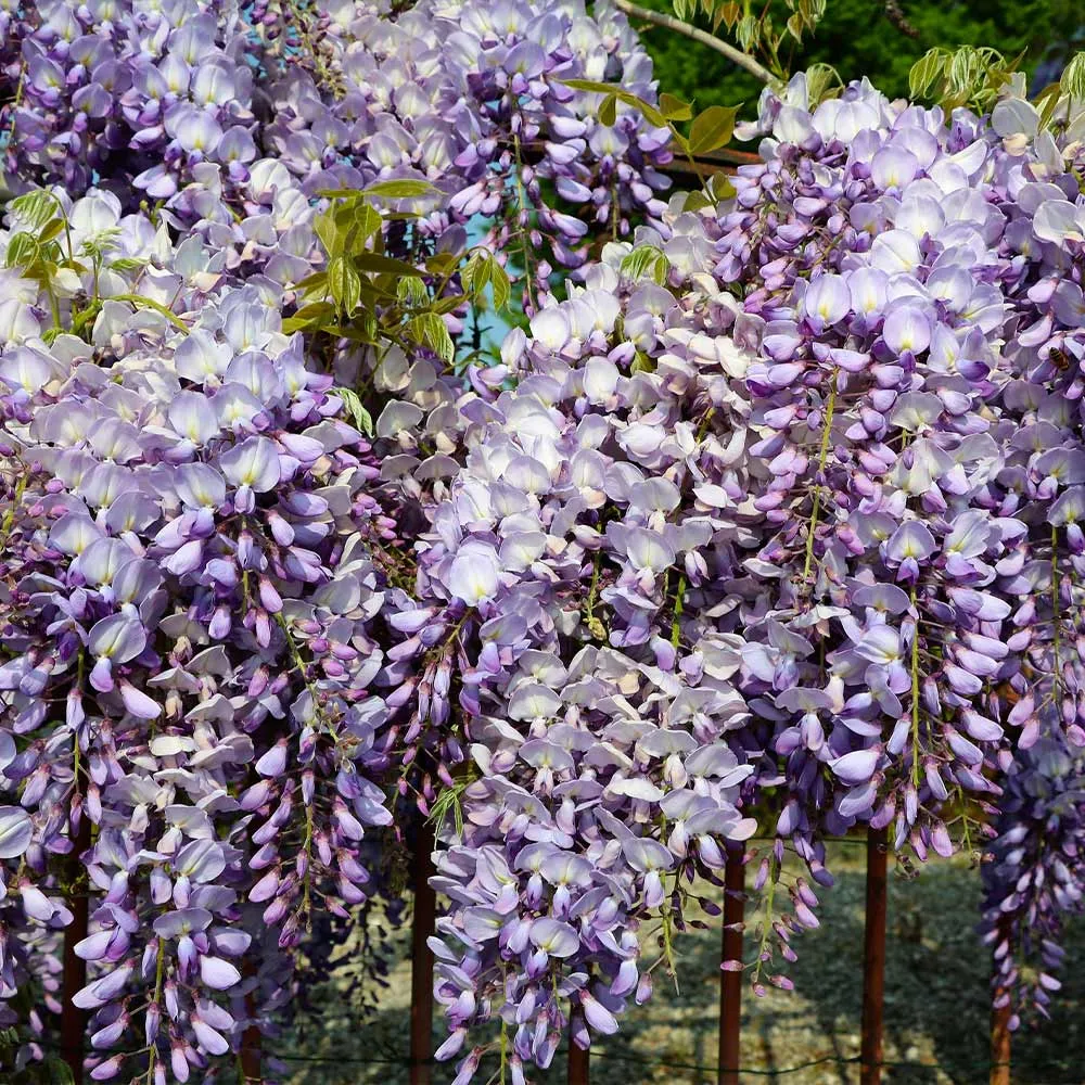 Amethyst Falls Wisteria Vine - Fragrant Cascading Flowering Perennial 1