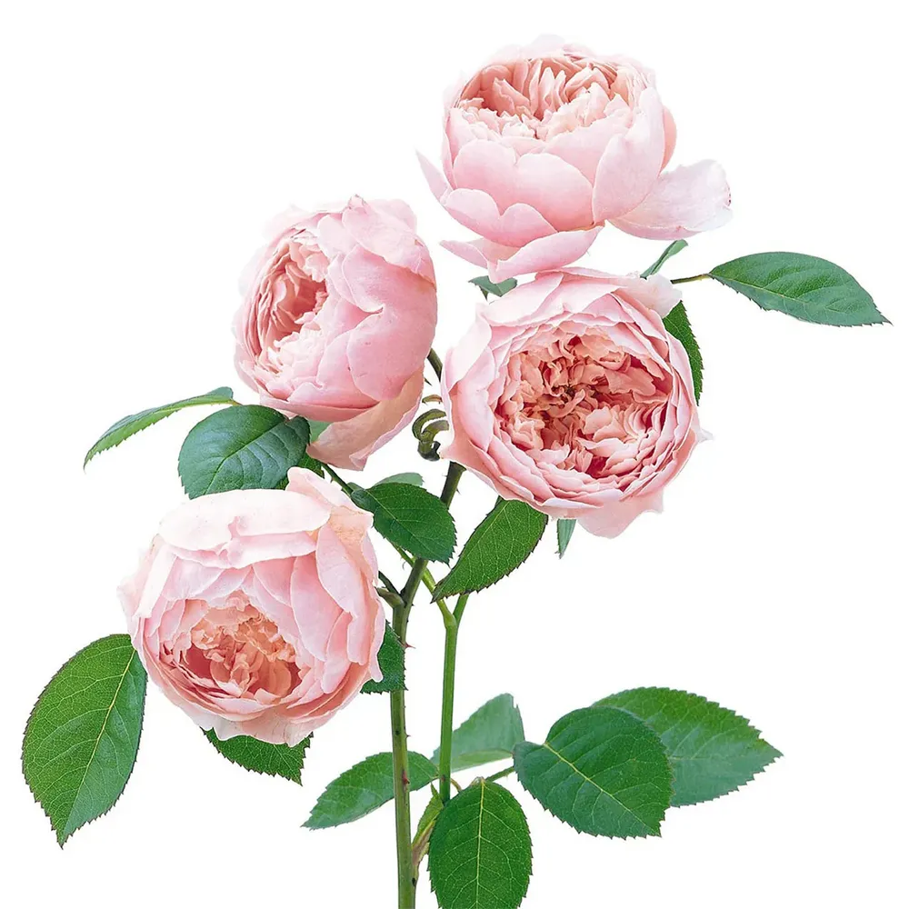 David Austin® The Alnwick Rose® Fragrant English Shrub Rose 1