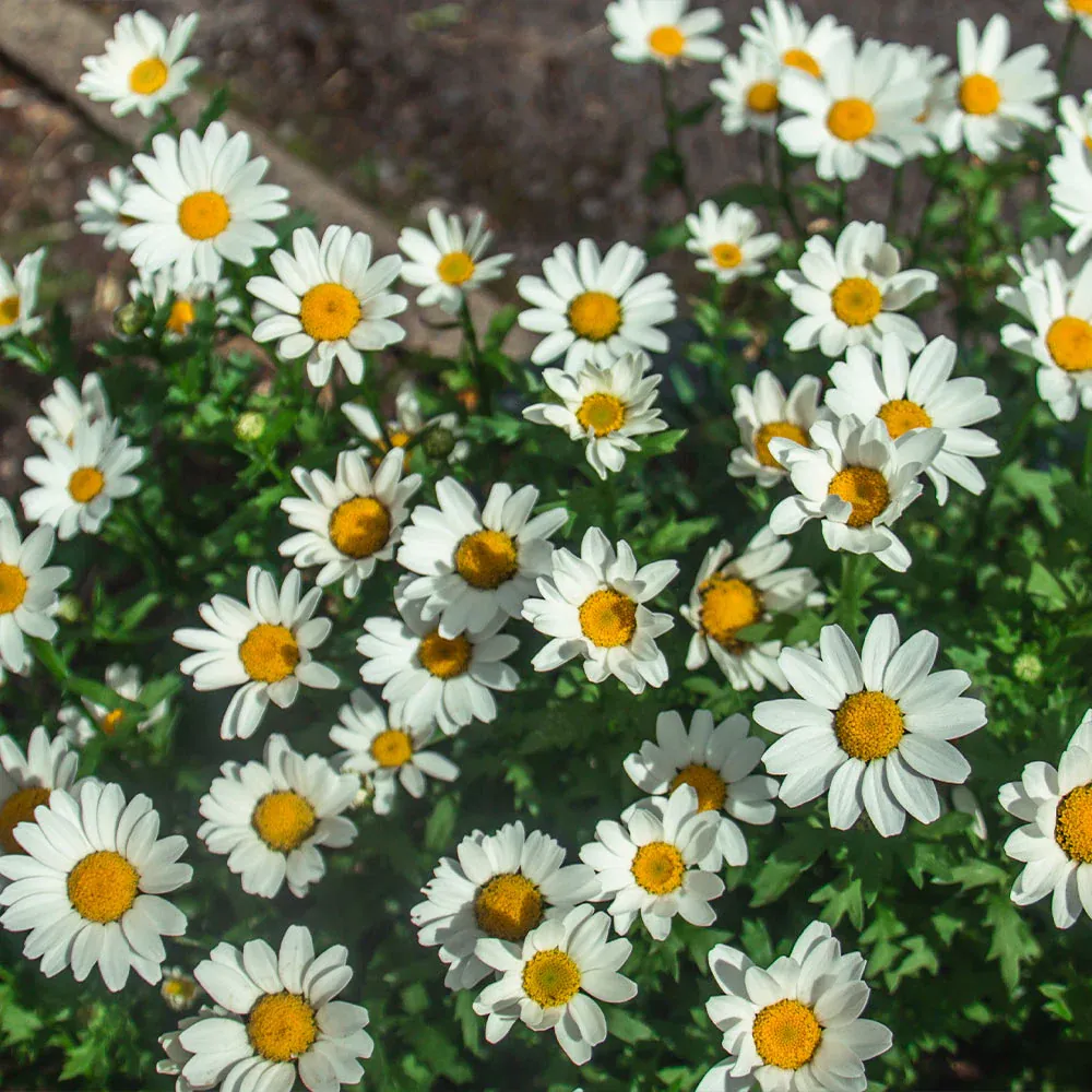 Becky Shasta Daisy Perennial Plant - Leucanthemum x superbum 2