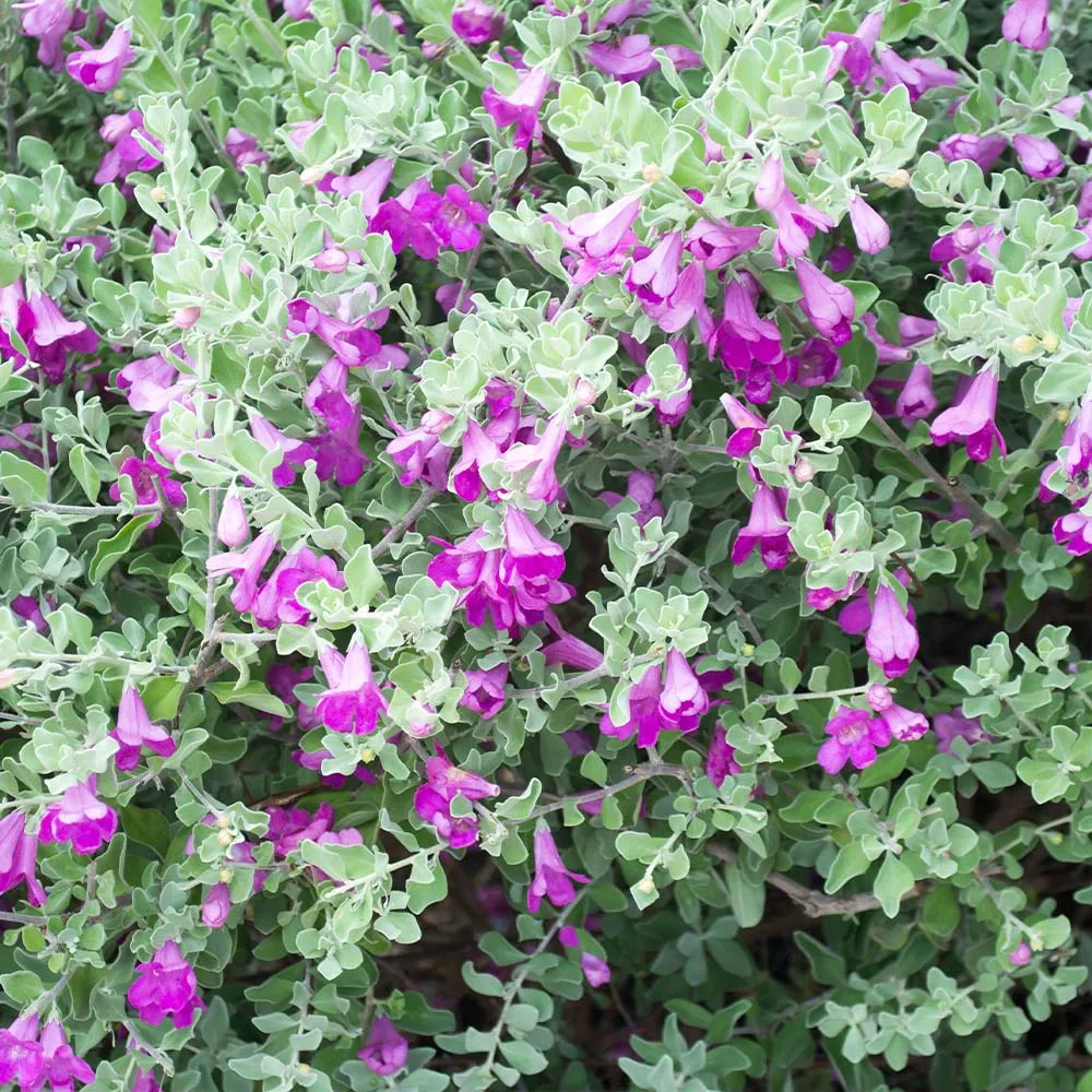 Green Cloud Texas Sage Shrub (Leucophyllum frutescens) 2