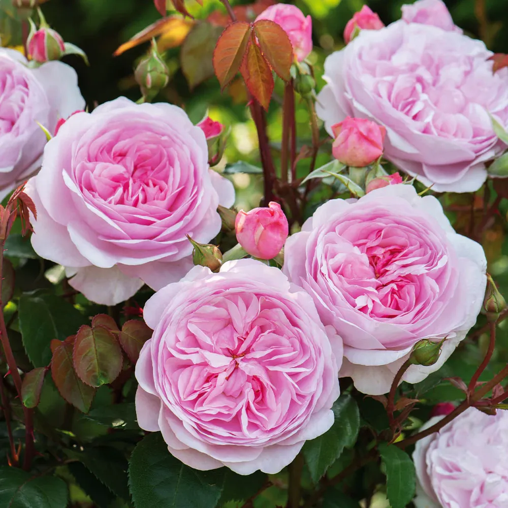 David Austin® Olivia Rose Austin® Rose Bush - Repeat-Flowering English Shrub Rose 2